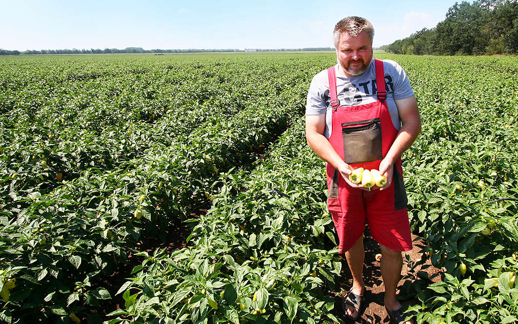 Mrkli jsme se na moravská pole s bílou paprikou