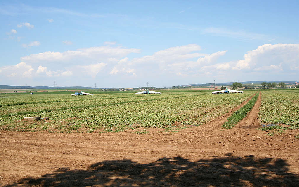 Na moravských polích se zelenině daří