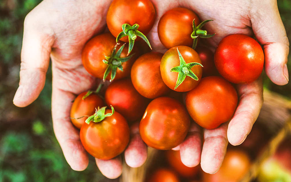 Čerstvě sklizená rajčata chutnají nejlíp