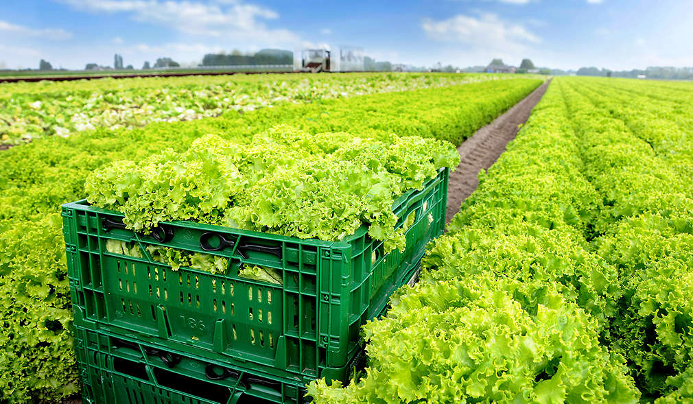 Prepravka s hlávkami šalátu, ktorú je možné používať opakovane