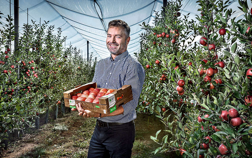 muž s krabicí jablek Bohemia Apple