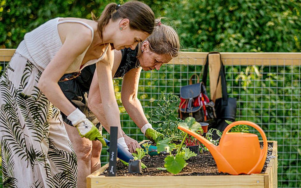 Ženy sází rostlinky do záhonu v komunitní zahradě.