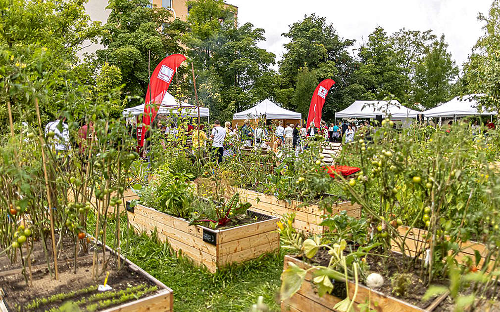 Vzrostlé záhony v komunitní zahradě.