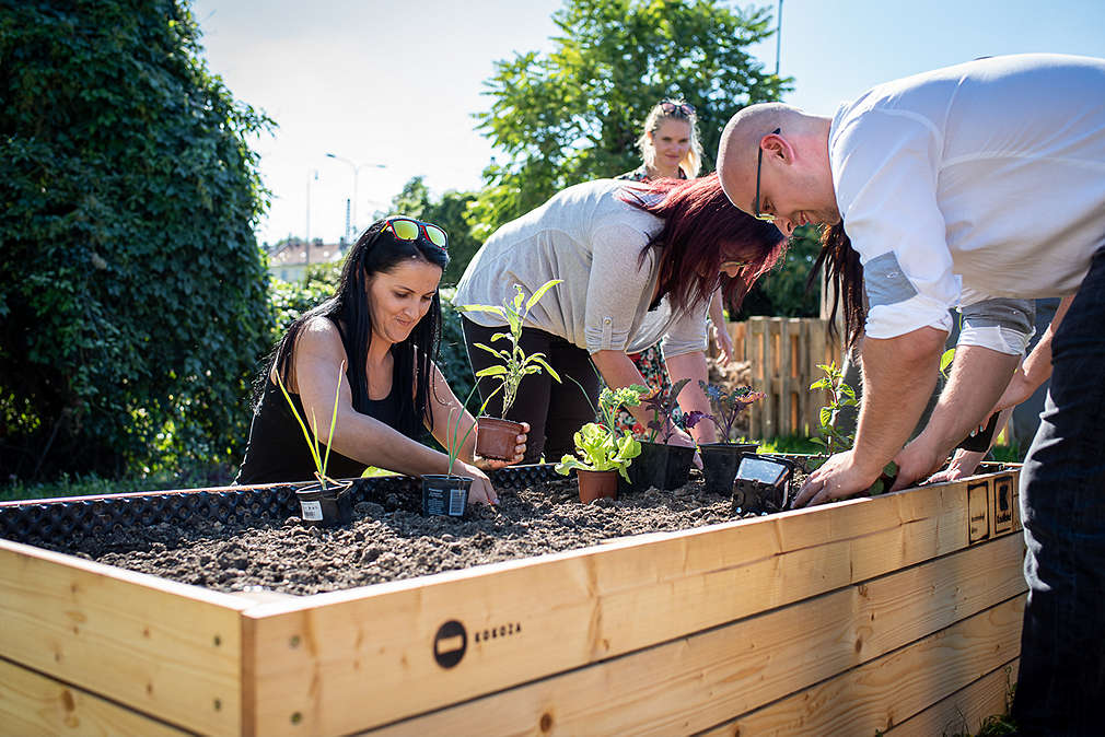 Muž a dvě ženy sází rostlinky do vyvýšeného záhonu.
