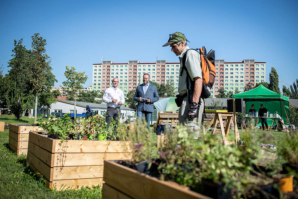 Muž si prohlíží záhony v komunitní zahrádce.