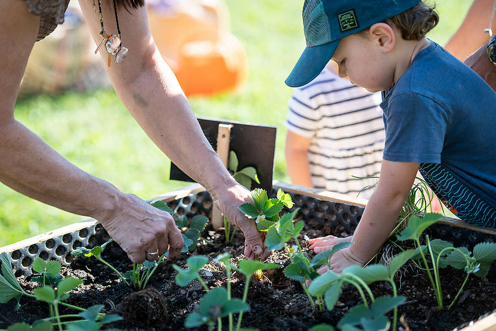 Žena s dítětem sází sazeničky jahod.