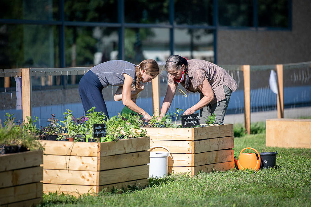 Ženy sází nové rostlinky do záhonu v komunitní zahradě.