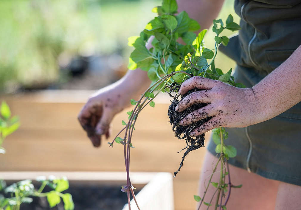 Ruce od hlíny a sazenice.