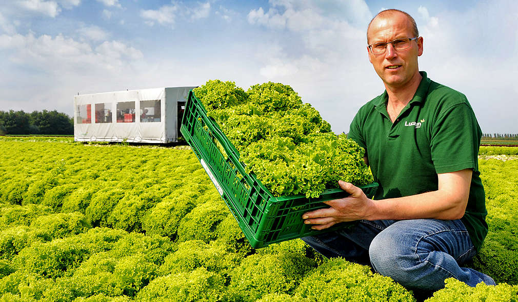 Rolnik trzyma skrzynkę z sałatą na polu