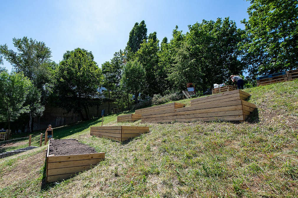 Záhony v komunitní zahradě Podbaba