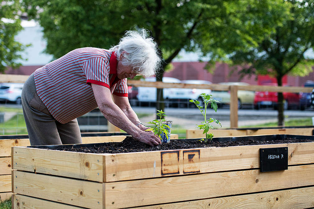 Žena sází rostliny do vyvýšeného záhonu.