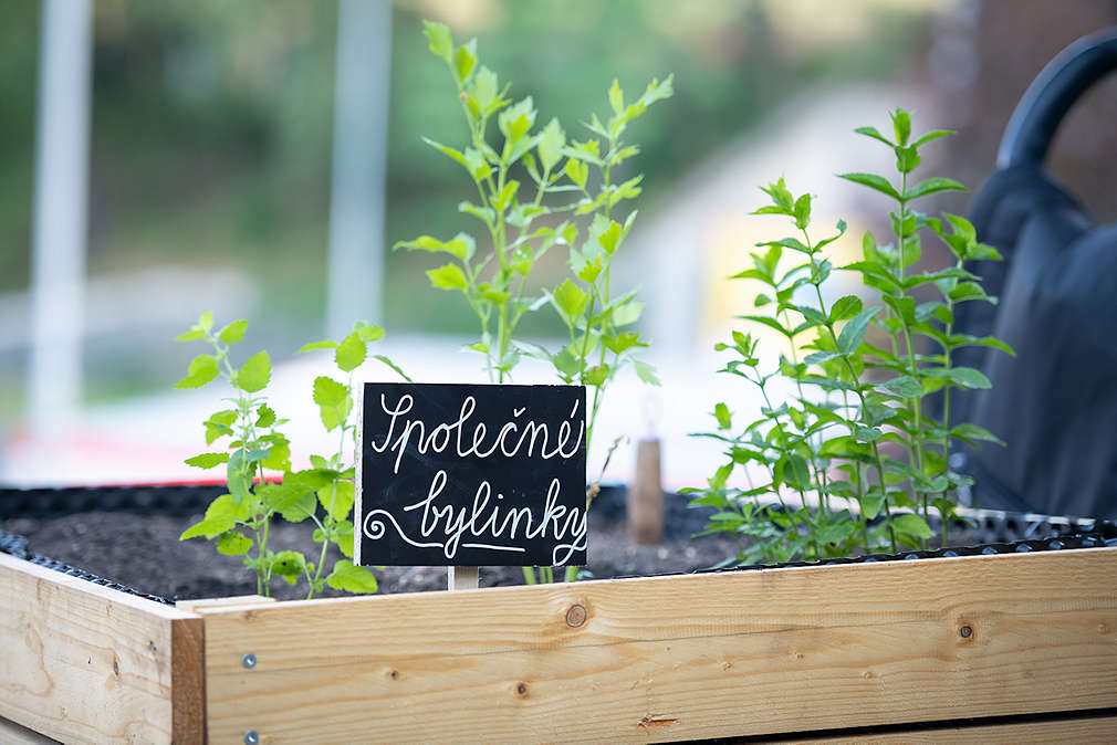 Záhon s bylinkami