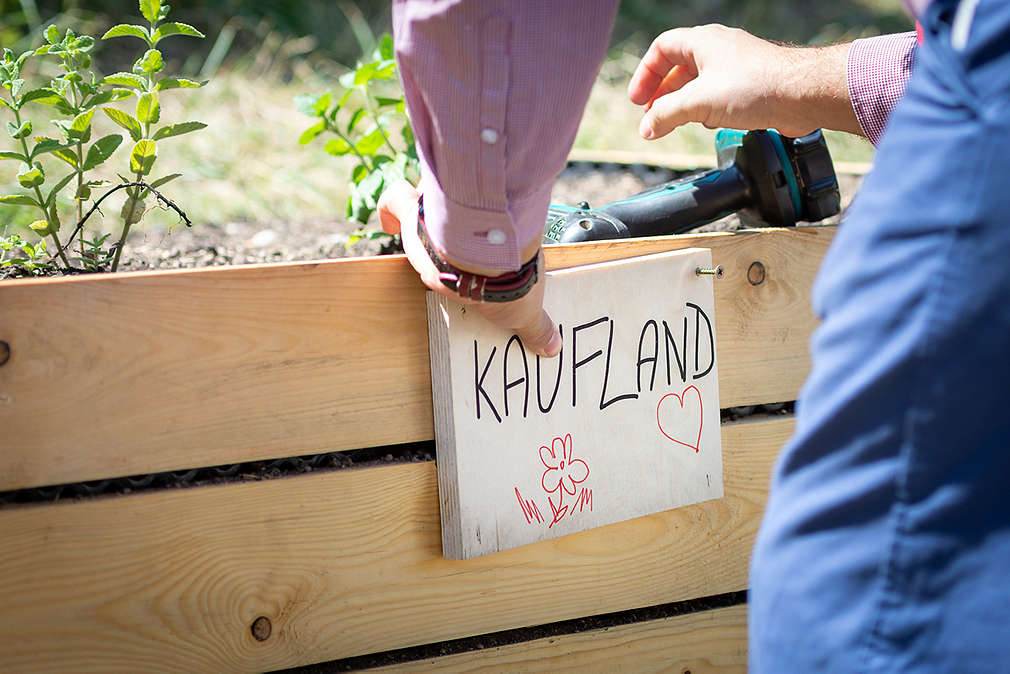 Záhon se jemnovkou Kaufland