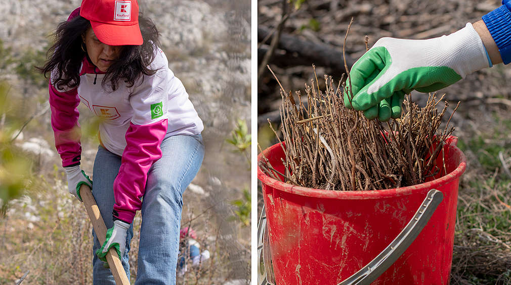 Отбор Kaufland по време на залесяването