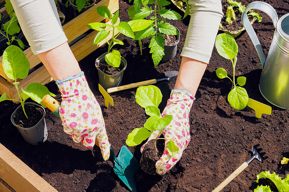 Person bepflanzt ein Hochbeet mit unterschiedlichen Setzlingen