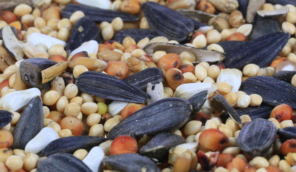 Sonnenblumenkerne, verschiedene Kerne und Nüsse, getrocknete Früchte