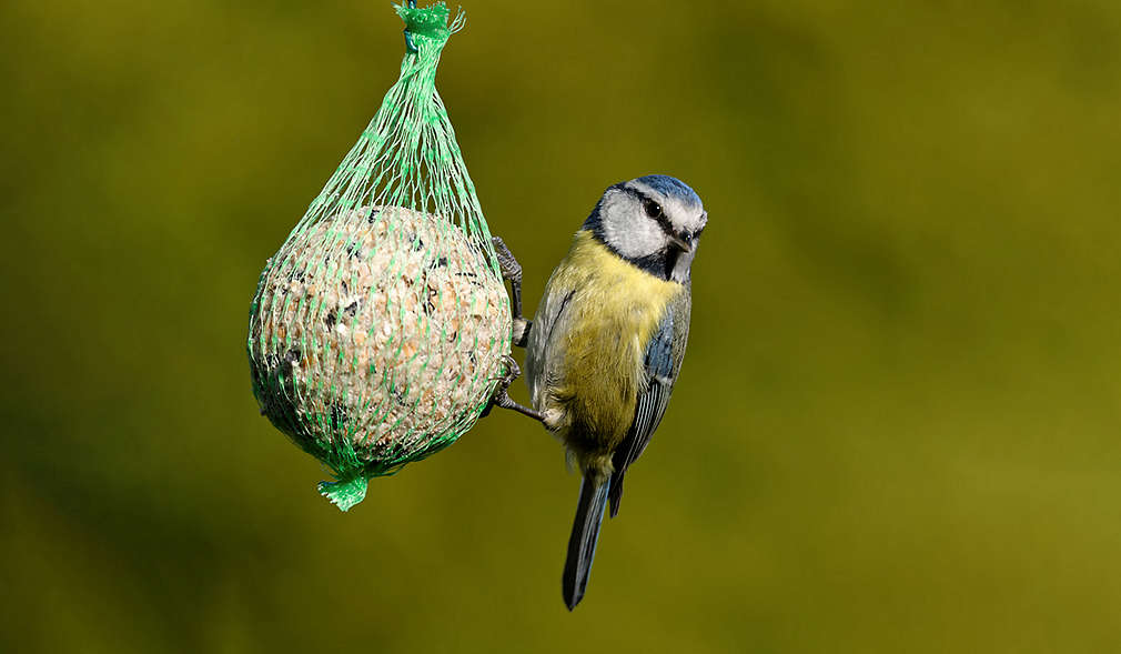 Meise hängt an einem Plastiknetz mit einem Meisenknödel darin
