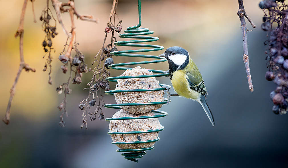 Spirale aus Draht mit Meisenknödeln hängt an einem Baum, eine Meise sitzt an der Spirale, im Hintergrund sine Äste mit dunklen kleinen Beeren.