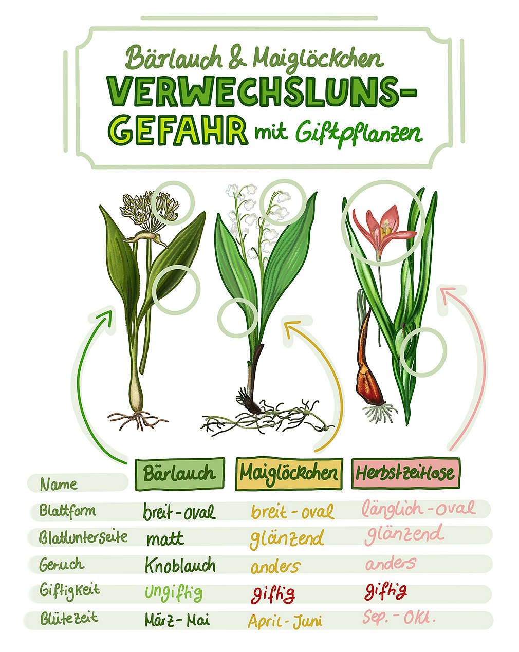 Infografik Bärlauch