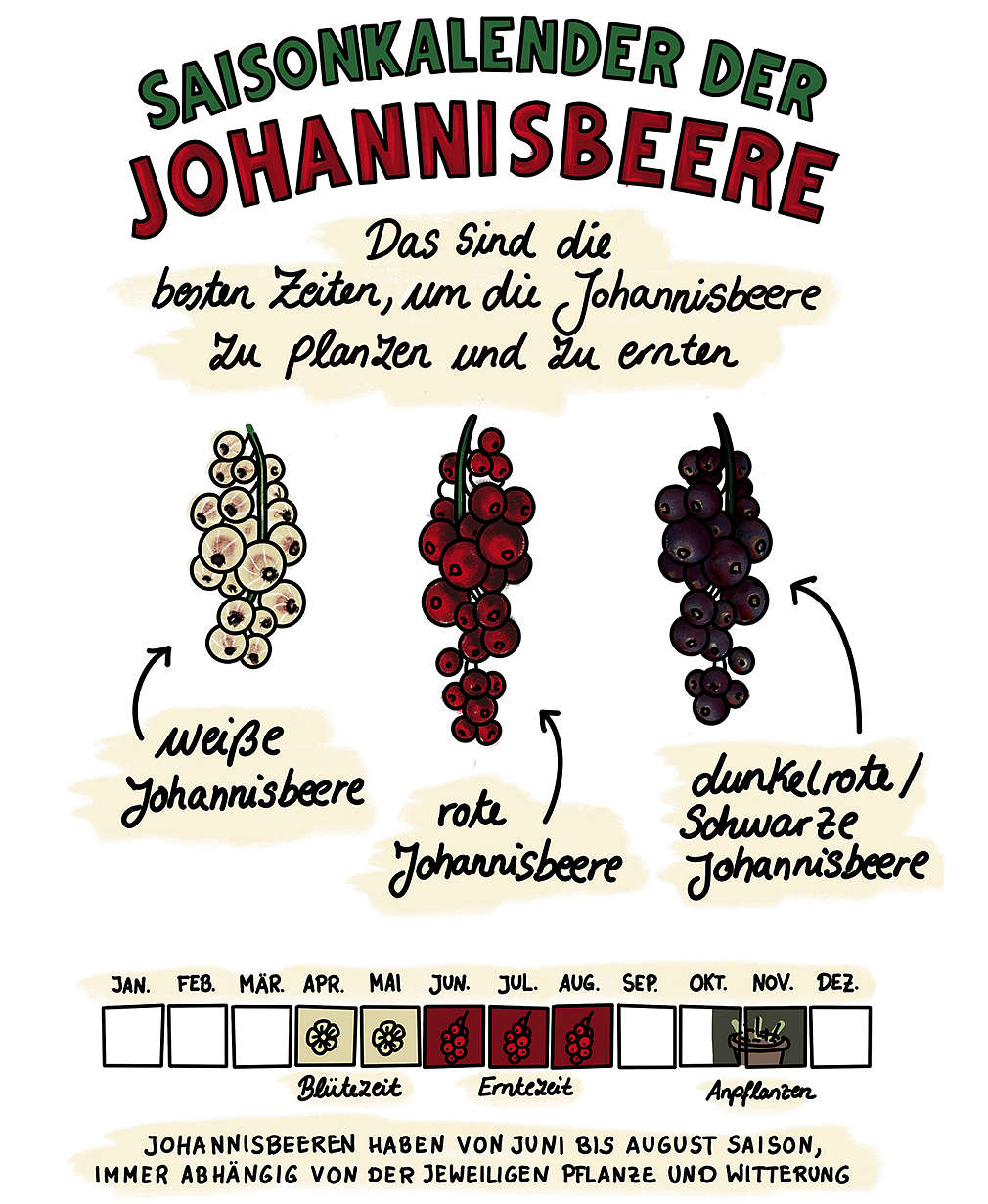 Infografik Johannisbeere