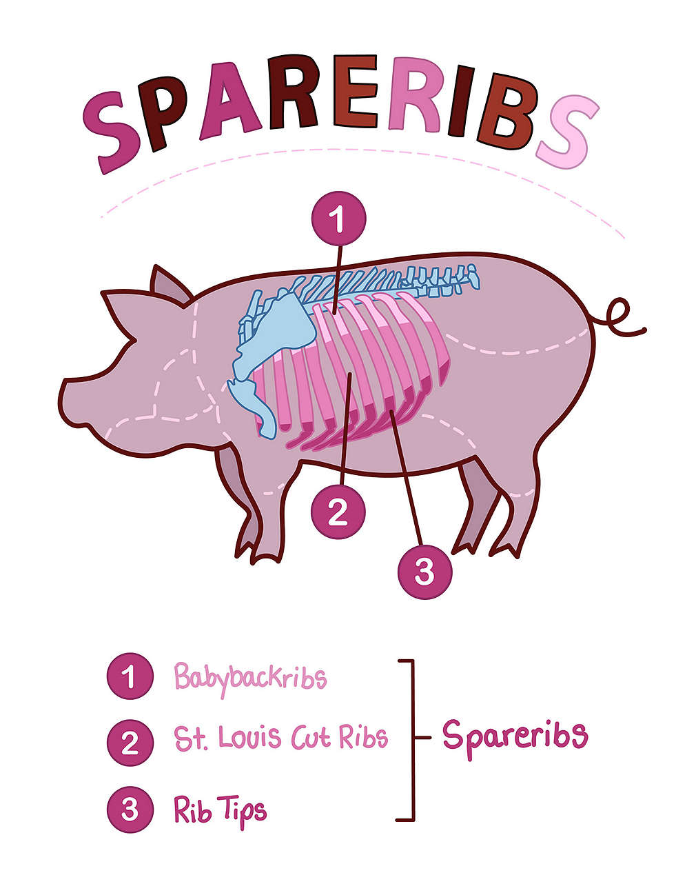 Infografik Spareribs
