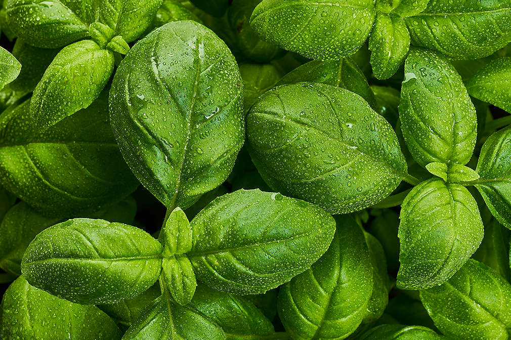 Frischer Basilikum