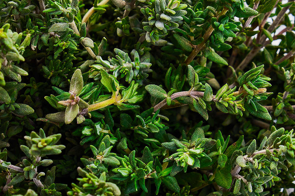 Frische Thymianzweige