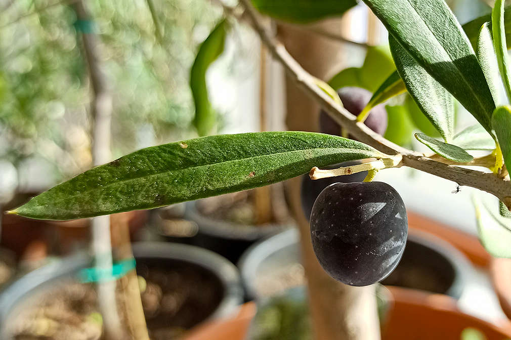 Oliven an einem Olivenbaum im Topf