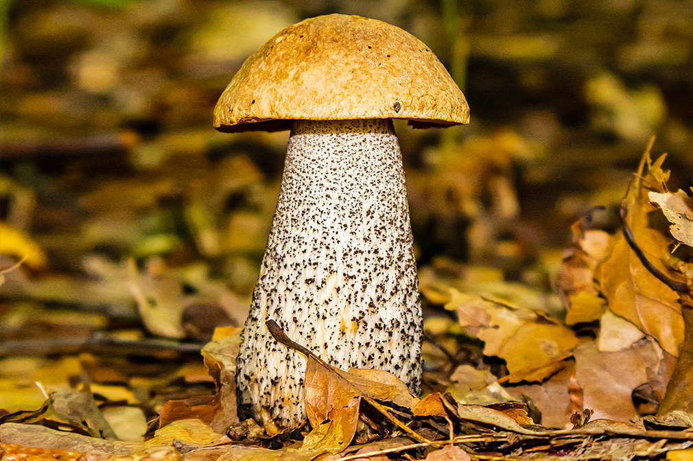 Ein großer Birkenpilz mit dickem schwarz-weißem Stiel auf laubigem Waldboden