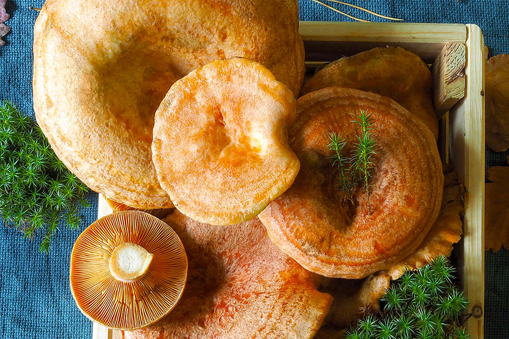 Ein viereckiger Behälter aus hellem Holz, gefüllt mit Edelreizkern und Moos aus der Vogelperspektive betrachtet auf blauem Untergrund