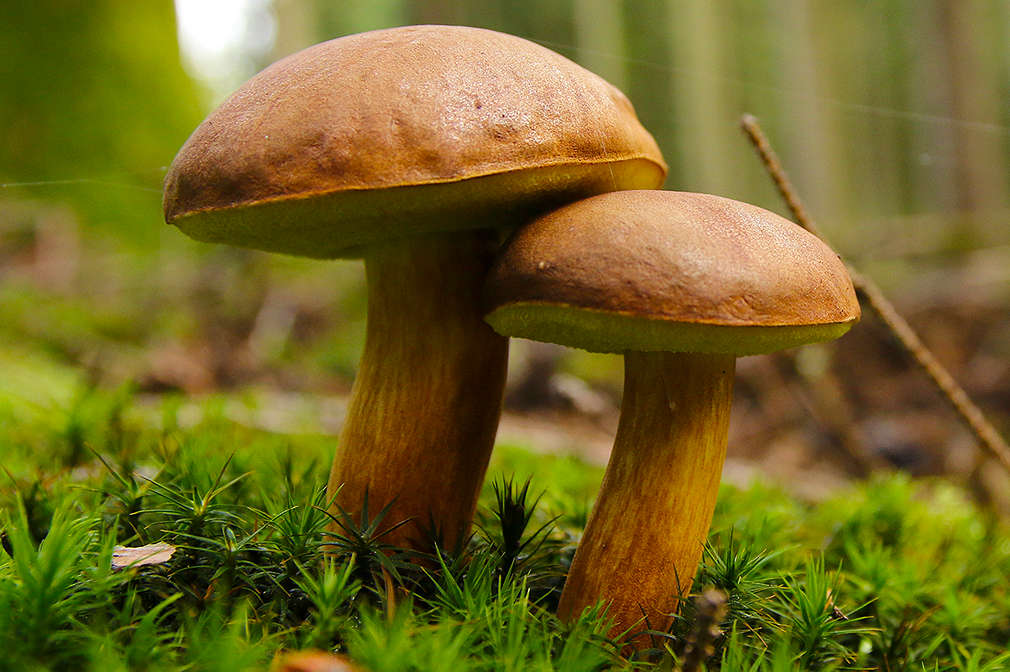 Zwei Maronenröhrlinge auf einer Waldlichtung