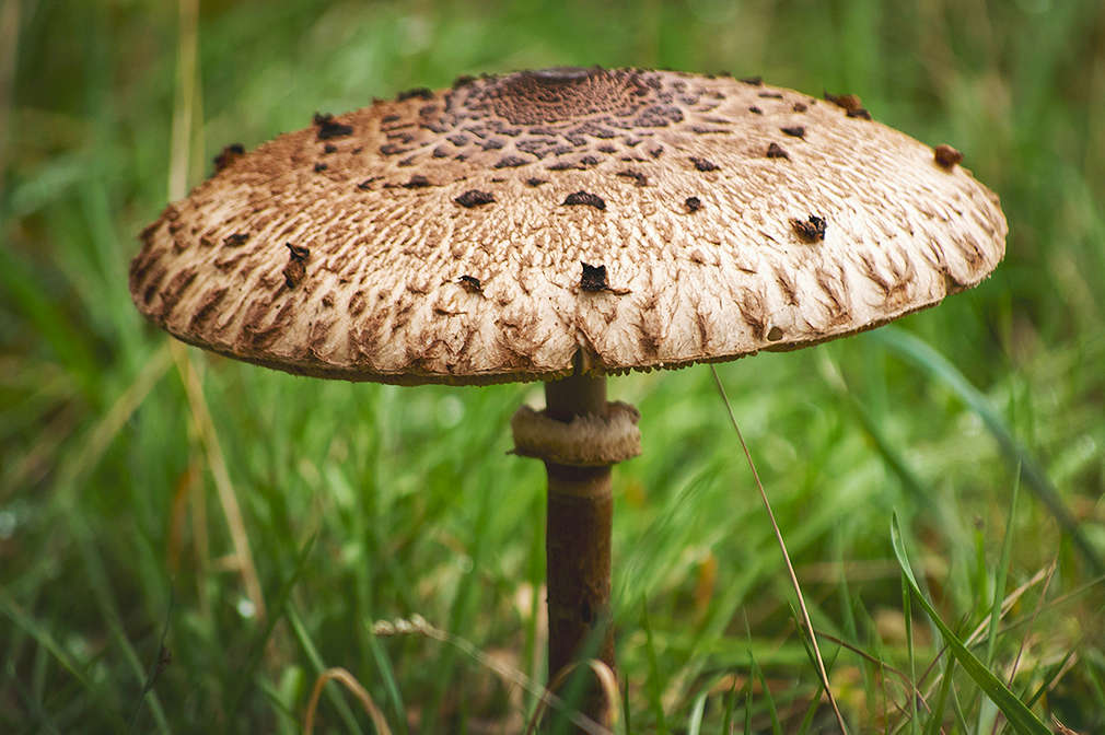 Ein großer Parasol auf einer Wiese