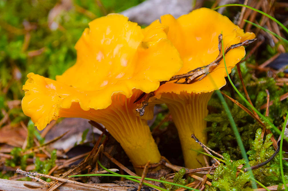 Zwei große Pfifferlinge auf moosigem Waldboden