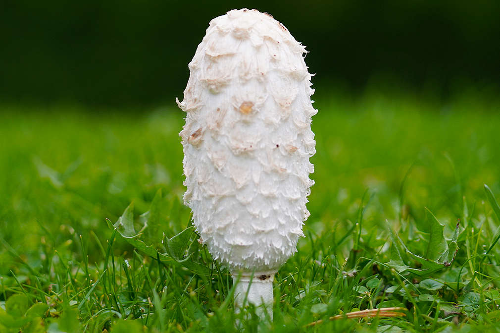 Ein junger Schopf-Tintling auf einem Rasen