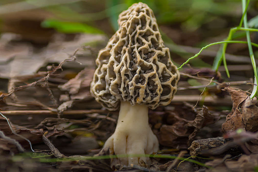 Eine Speise-Morchel auf feuchtem Waldboden