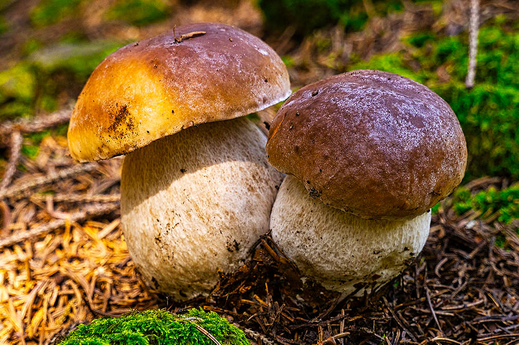 Zwei Steinpilze auf einem Waldboden