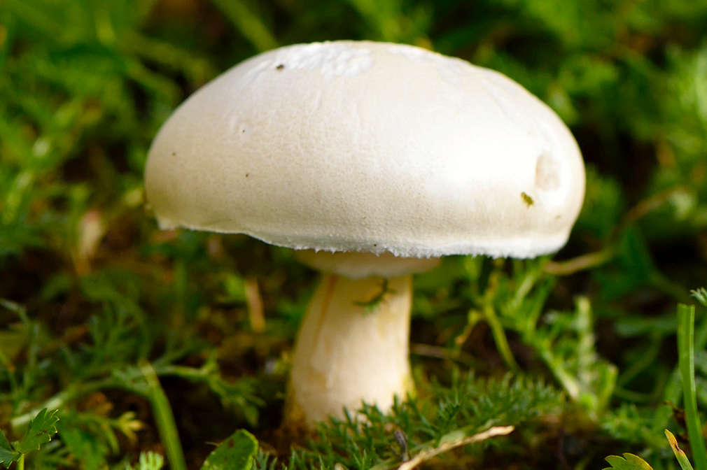 Ein großer weißer Champignon auf einer Wiese