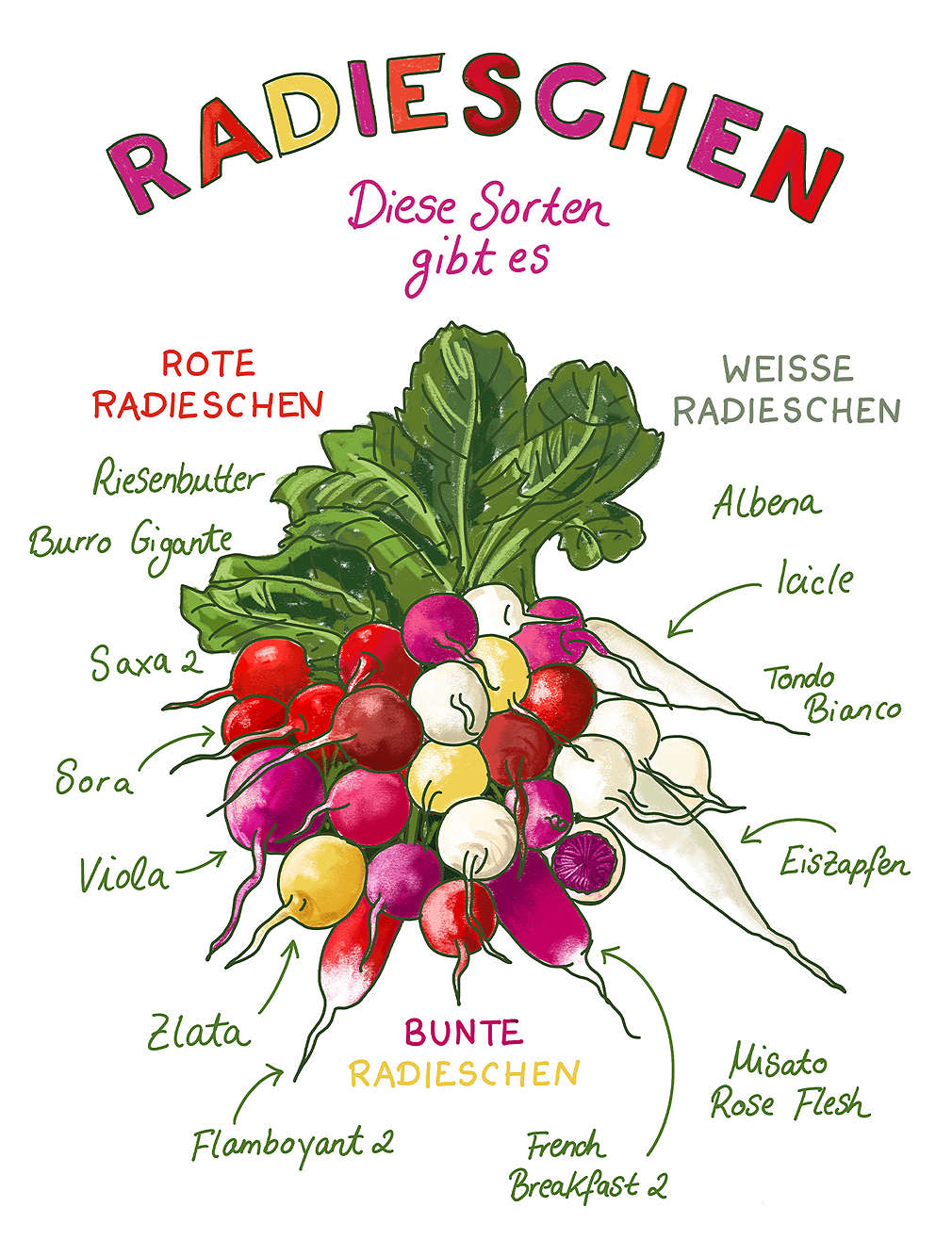 Radieschen-Sorten