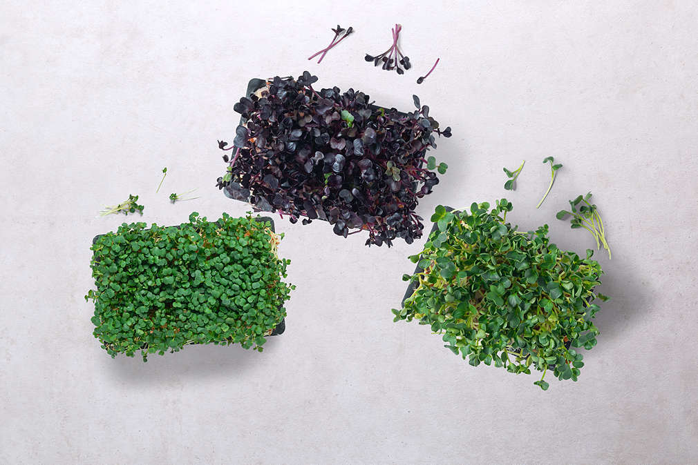 Bioland Kresse in drei Sorten