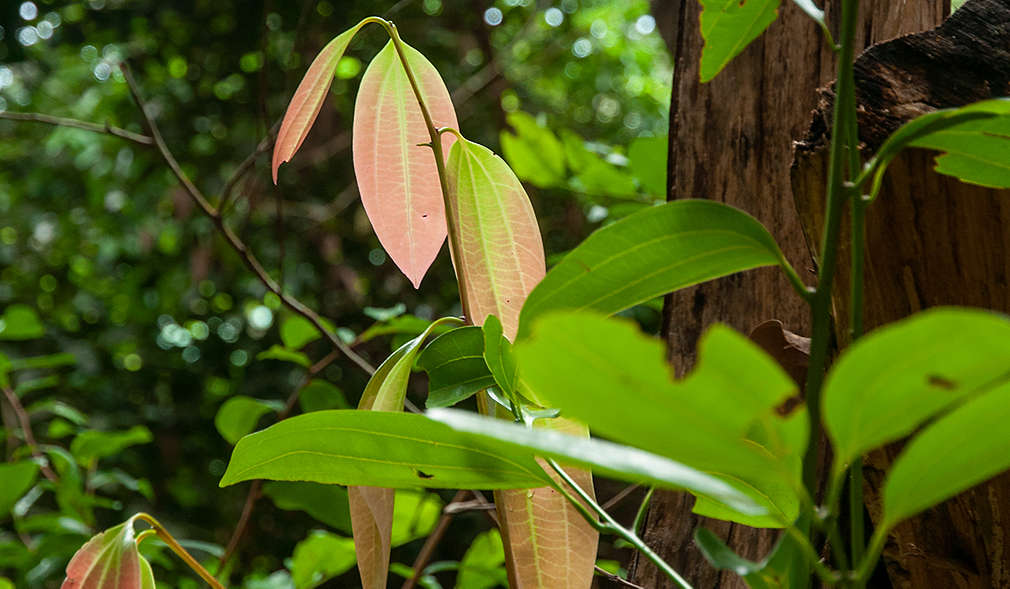 Der Zimtbaum, Cinnamomum Verum