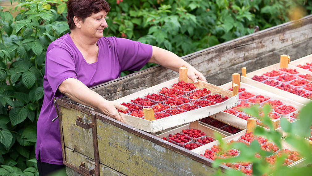 Maline - OPG Ivančan