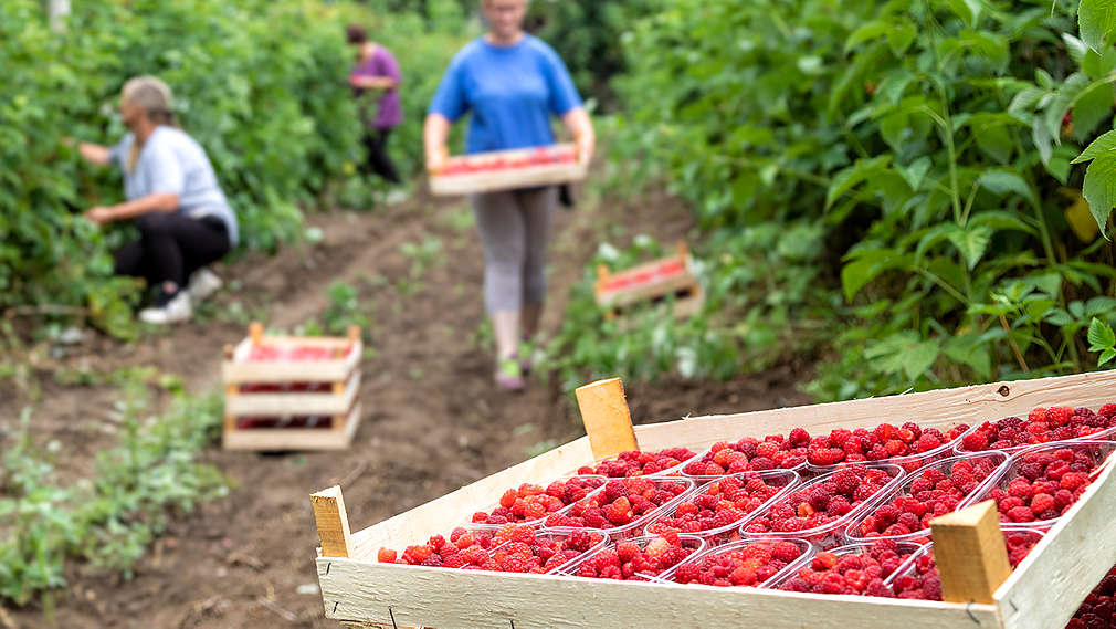 Maline - OPG Ivančan