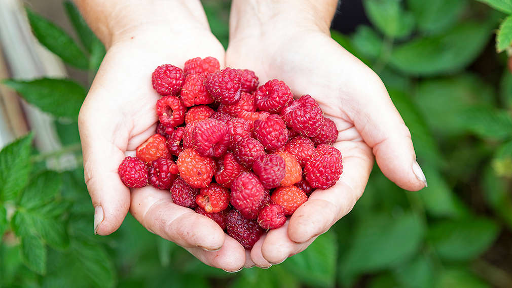 Maline - OPG Ivančan