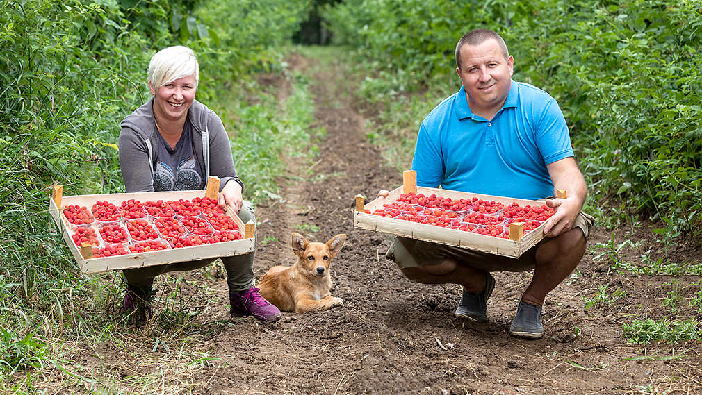 Bobičasto voće -maline- OPG Ivančan