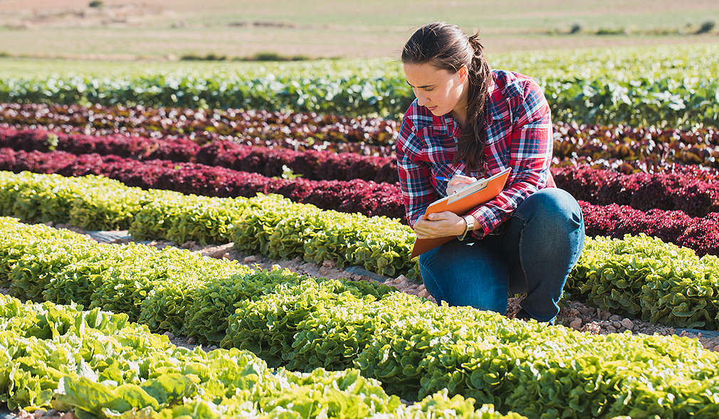 Frau auf Feld mit Salat