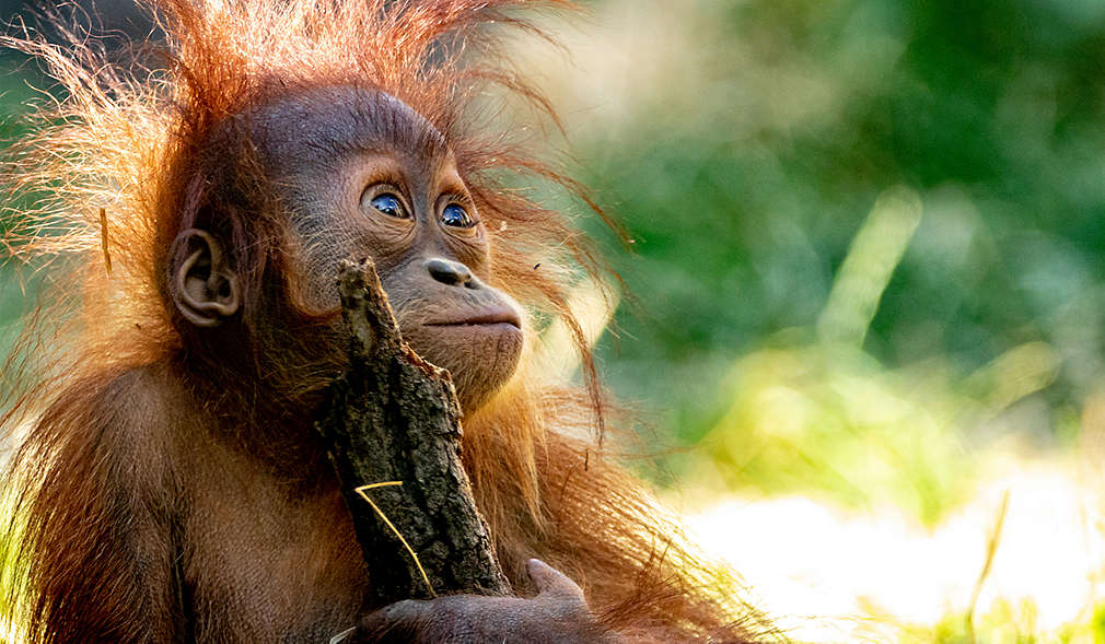 Affe hält Rinde in der Hand und blickt nach oben