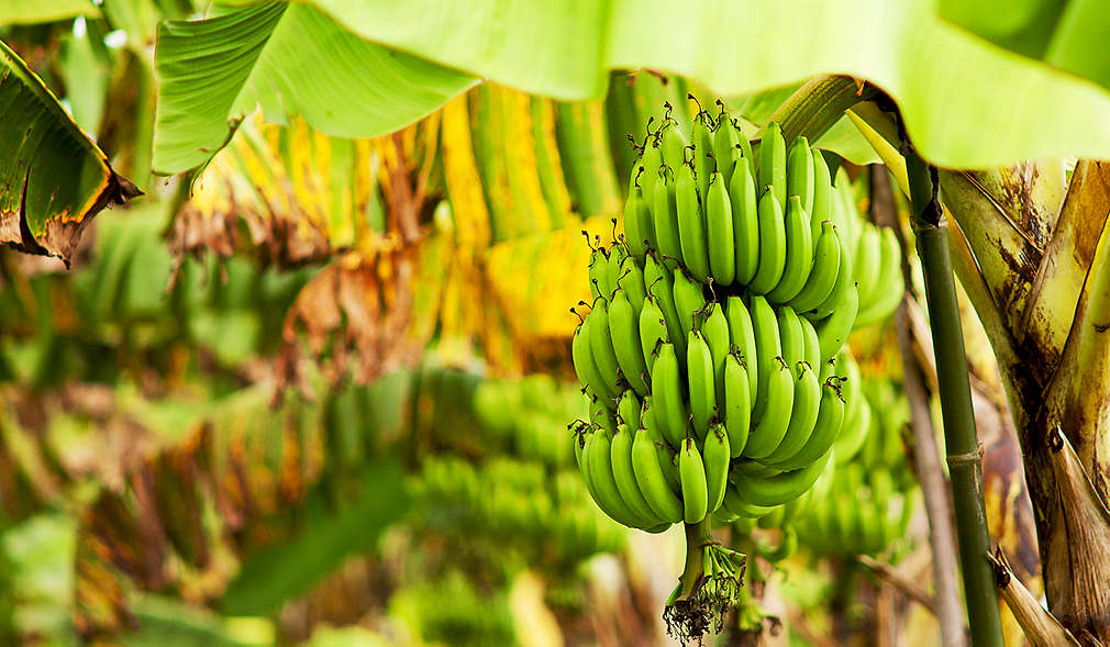 Nachhaltige Banane