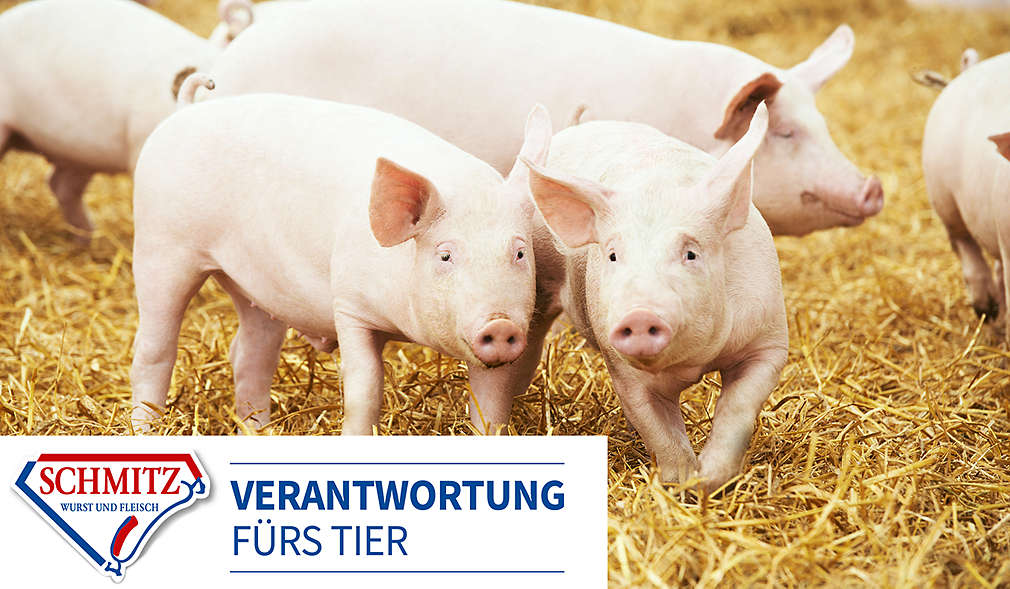 Strohschweine; Logo: Schmitz Verantwortung fürs Tier