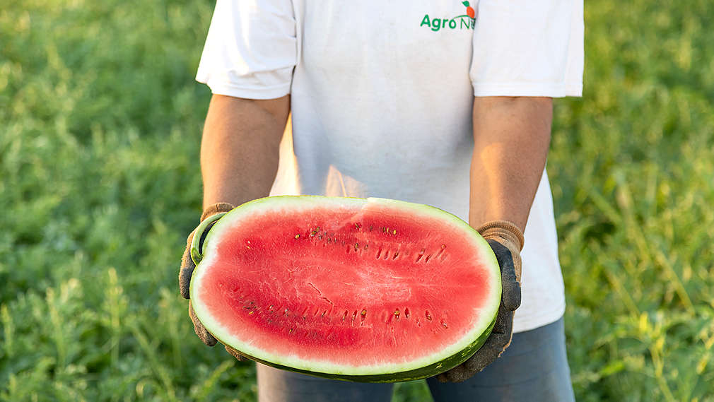 Lubenica - Neretva - ruke