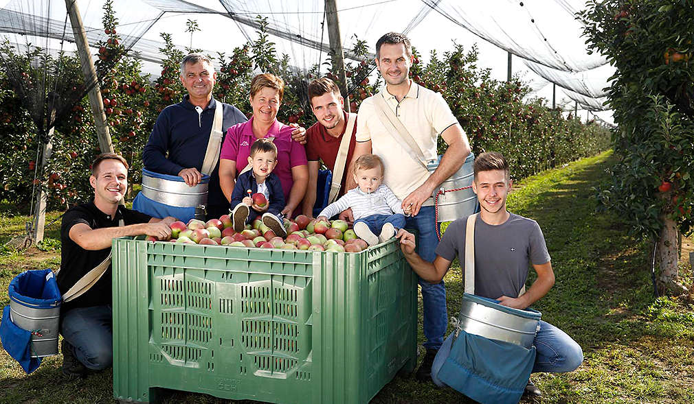 OPG Čeh - jabuke Kaufland